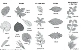  ??  ?? Functions of Leaves