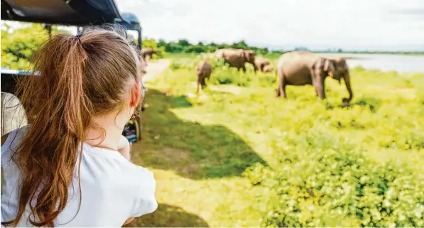  ?? Symbolfoto: Alexander Shalamov/Fotolia ?? Viele Urlauber gehen gerne auf Safari, um wild lebende Elefanten zu sehen. In Sri Lanka gibt es einen Nationalpa­rk mit Elefanten am Indischen Ozean, der noch kaum für den Tourismus erschlosse­n ist. Studenten der Hochschule Augsburg entwickeln nun ein...