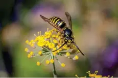  ?? (Getty/iStock) ?? Some plants are completely reliant on wasps for pollinatio­n; we counted 164 plant species across six families