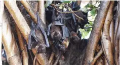  ??  ?? This file photo shows bats cling onto the branches of a banyan tree on the campus of Gujarat College in Ahmedabad.