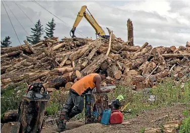  ?? PHOTO: LAWRENCE SMITH/STUFF ?? The forestry and logging sector is worth an estimated $1.4 billion to the national GDP.