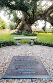  ?? ?? The Sallier Oak is pictured Oct. 12 outside the Imperial Calcasieu Museum.