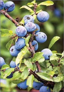  ??  ?? Many Blackthorn bushes are bearing crops of sloes at present.