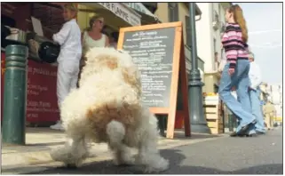  ?? (Photos doc V.- M.) ?? Dans le viseur, notamment, de la brigade contre les incivilité­s : les propriétai­res de chien qui ne ramassent pas les déjections canines.