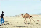  ?? PICTURE: REUTERS ?? A Saudi boy plays football with a camel in a village south of the city of Tabuk, Saudi Arabia, recently.