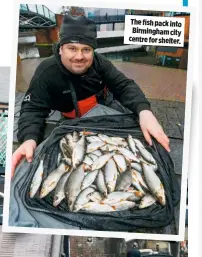  ??  ?? The fish pack into Birmingham city centre for shelter.