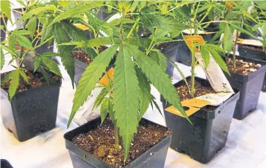  ?? RYAN REMIORZ/THE CANADIAN PRESS ?? Aurora Cannabis Inc.’s offer to take over MedReleaf could mark the largest-ever deal in Canada’s cannabis industry.