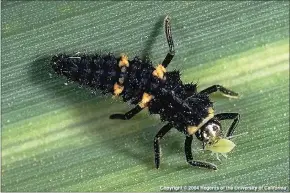  ??  ?? A larvae of the convergent lady beetle.