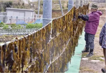  ?? ?? A fisherman dries natural wakame seaweed in Suzu, Ishikawa Prefecture, on March 24.