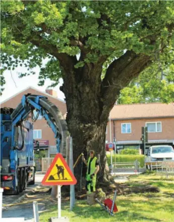  ?? FOTO: DANDERYD KOMMUN ?? ARBETE.
Här pågår arbetet med jätteeken som ska räddas av kommunen.