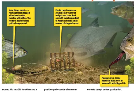  ??  ?? Keep things simple – a running feeder stopped with a bead on the mainline will suffice. The feeder is attached via a quick-change swivel. Plastic cage feeders are available in a variety of weights and sizes. Pack one with sweet groundbait to which is added a small amount of chopped worm. Maggots are a classic hookbait, but a piece of worm will catch bigger fish.