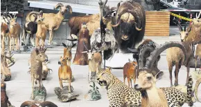  ?? ?? The suspect, who hunted endangered species both domestical­ly and internatio­nally, and establishe­d a private museum for himself with taxidermy, was apprehende­d in Istanbul, Türkiye, March 19, 2024.