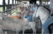  ?? Joe Raedle, Getty Images ?? Roman Tatriot, with help from family and friends, rounds up cattle to take them to safe ground before the possible arrival of Hurricane Laura on Tuesday in Cameron, La.