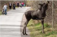  ?? FOTO: KIM FORCHHAMME­R ?? ÄLGAR RUNT. Gamla Skarpnäcks­vägen, vid Kaninparke­n, bjöd på något ovanligt i helgen.