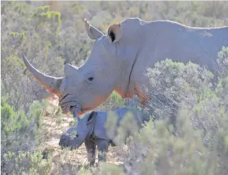  ?? | HENK KRUGER African News Agency (ANA) ?? A WHITE rhino mother and calf.