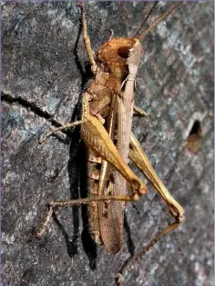  ??  ?? A Common Field Grasshoppe­r sunning itself. While often brown, colours and markings vary greatly.