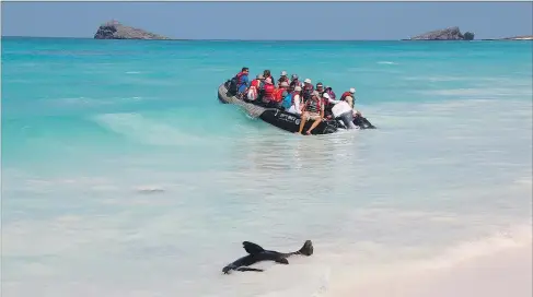  ?? [ Win Schumacher] ?? Zeigt sich selten: der Hyloscirtu­s Mashpi. Unten: Mashpi-Lodge mitten im ecuadorian­ischen Bergregenw­ald. Rechts: Galapagos-Seelöwe und Touristen.