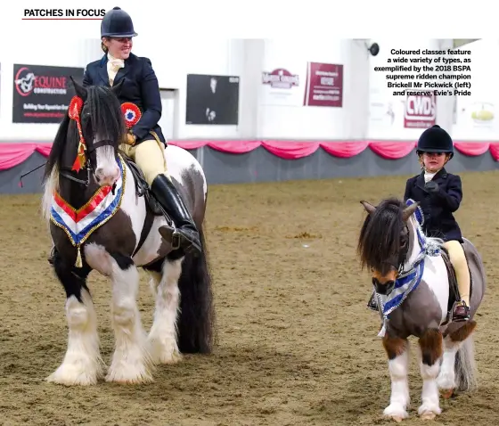  ??  ?? Coloured classes feature a wide variety of types, as exemplifie­d by the 2018 BSPA supreme ridden champion Brickell Mr Pickwick (left)
and reserve, Evie’s Pride
