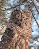  ?? COURTESY ?? Barred Owl photograph by Kevin Daniel Talbot