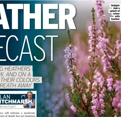  ?? ?? Delight: Add a splash of colour with heather