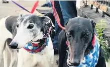  ??  ?? Controvers­ial An MSP described greyhound racing as “legitimise­d abuse of dogs”