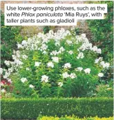  ??  ?? Use lower-growing phloxes, such as the white Phlox paniculata ‘Mia Ruys’, with taller plants such as gladioli