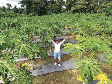  ??  ?? Eddie Cañuto strikes a victorious pose before his papaya trees.