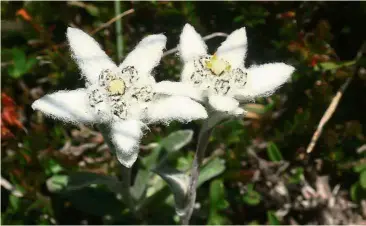  ?? — Wikimedia Commons ?? The mountain flower called Edelweiss contains leontopodi­c acids, chlorogeni­c acid and other ingredient­s that may promote younger-looking skin.