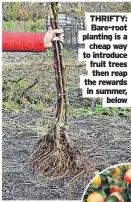  ?? ?? THRIFTY: Bare-root planting is a cheap way to introduce fruit trees then reap the rewards in summer, below