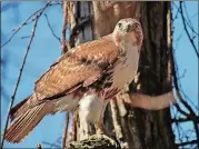  ?? MARK BORN/USFWS/CREATIVE COMMONS ?? The red-tailed hawk, shown here, is Georgia’s most common hawk species. During their prime breeding time in late winter, red-tailed hawks perform elaborate, airborne courtship rituals, one of nature’s grand spectacles.