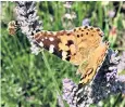  ??  ?? Painted Ladies migrated here in droves
