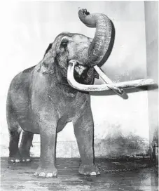  ?? WILLIAM YATES/CHICAGO TRIBUNE ?? Ziggy at the time was the largest Asian elephant in captivity. He is shown chained in his indoor home on Sept. 1, 1966.