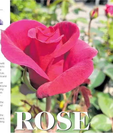  ?? Photos / Gareth Carter ?? Now is the best time of the year to be planting new season roses.