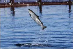  ?? THE ASSOCIATED PRESS ?? An Atlantic salmon leaps inside a farm pen in Maine, in 2008. The Atlantic Salmon Federation is urging Ottawa to take a more “aggressive” approach with Greenland over harvesting wild salmon.