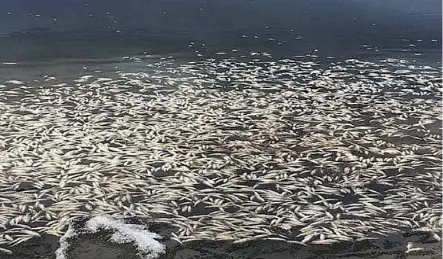  ??  ?? Thousands of dead fish can be seen floating in Crimson Lake near Rocky Mountain House Tuesday.