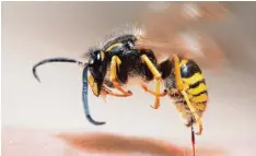  ?? Symbolbild: Fotolia ?? Viele Menschen fürchten sich vor Wespen. Meist sind die Insekten aber nicht aggres siv. Kommt es doch zu einem Stich, ist Vorsicht geboten. Liegt eine Allergie vor, kann es gefährlich werden.