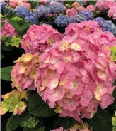  ?? (Tim WOOD/TNS) ?? Let’s Dance Sky View is the Proven Winners ‘Hydrangea of the Year’ for 2024.