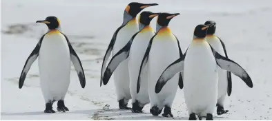  ?? Pictures: AFP and iStock ?? STICKING TOGETHER. King penguins are seen at Volunteer Point, north of Stanley in the Falkland Islands.