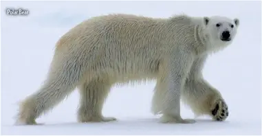 ??  ?? Polar Bear