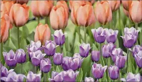  ?? Paul Buckowski / Times Union ?? The 74th Annual Albany Tulip Festival will be held May 7 and 8 in Washington Park.