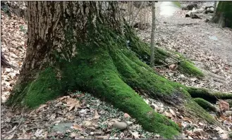  ?? Washington Post photo by Adrian Higgins ?? Moss can grow on live trees without harming them.