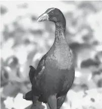  ?? MARTIN Y. PINEDA ?? BLACK-BACKED SWAMP HEN. The marsh was teeming with swamp hens of different colors.