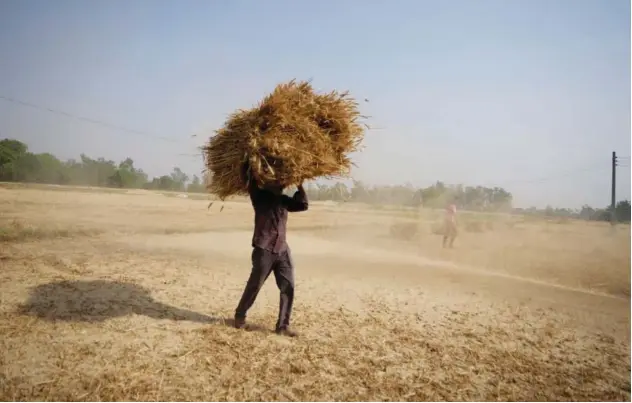  ?? Associated Press ?? ↑
A farmer carries wheat crop harvested from a field on the outskirts of Jammu, India.