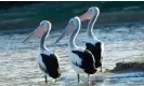  ?? Photograph: Auscape/UIG/Getty ?? Pelicans are among the bird species likely to benefit from the huge flows of water coming down the Murray to South Australia.