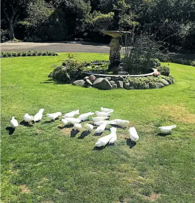  ??  ?? First there was one . . . now 29 doves arrive daily to feed on Sir Bob Jones’ lawn.