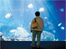  ?? STAFF PHOTOS BY ERIN O. SMITH ?? Elise Osborne of Bristol, Va., checks out the shark and fish exhibit at the Tennessee Aquarium on Thursday.