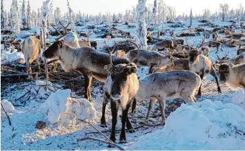  ?? Foto: Britta Pedersen, dpa ?? Ob Schweden oder Norwegen, das interessie­rt die Rentiere in Lappland herzlich wenig. Dass sie in beiden Ländern grasen dürfen, sichert ihnen ein jahrhunder­tealtes Abkommen zu. Doch damit könnte bald Schluss sein.