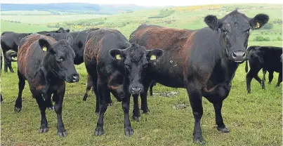  ?? Pictures: Kenny Elrick. ?? Cattle at Glenbervie and estate manager John Lohoar.