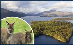  ?? ?? Campaigner­s remain concerned about the island’s wallabies