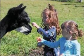 ?? KRISTI GARABRANDT — THE NEWS-HERALD ?? Sisters, Rylan, 4, and Kaelyn, 3, of Madison Township feed carrots to the alpacas at Blue Heaven Alpacas.